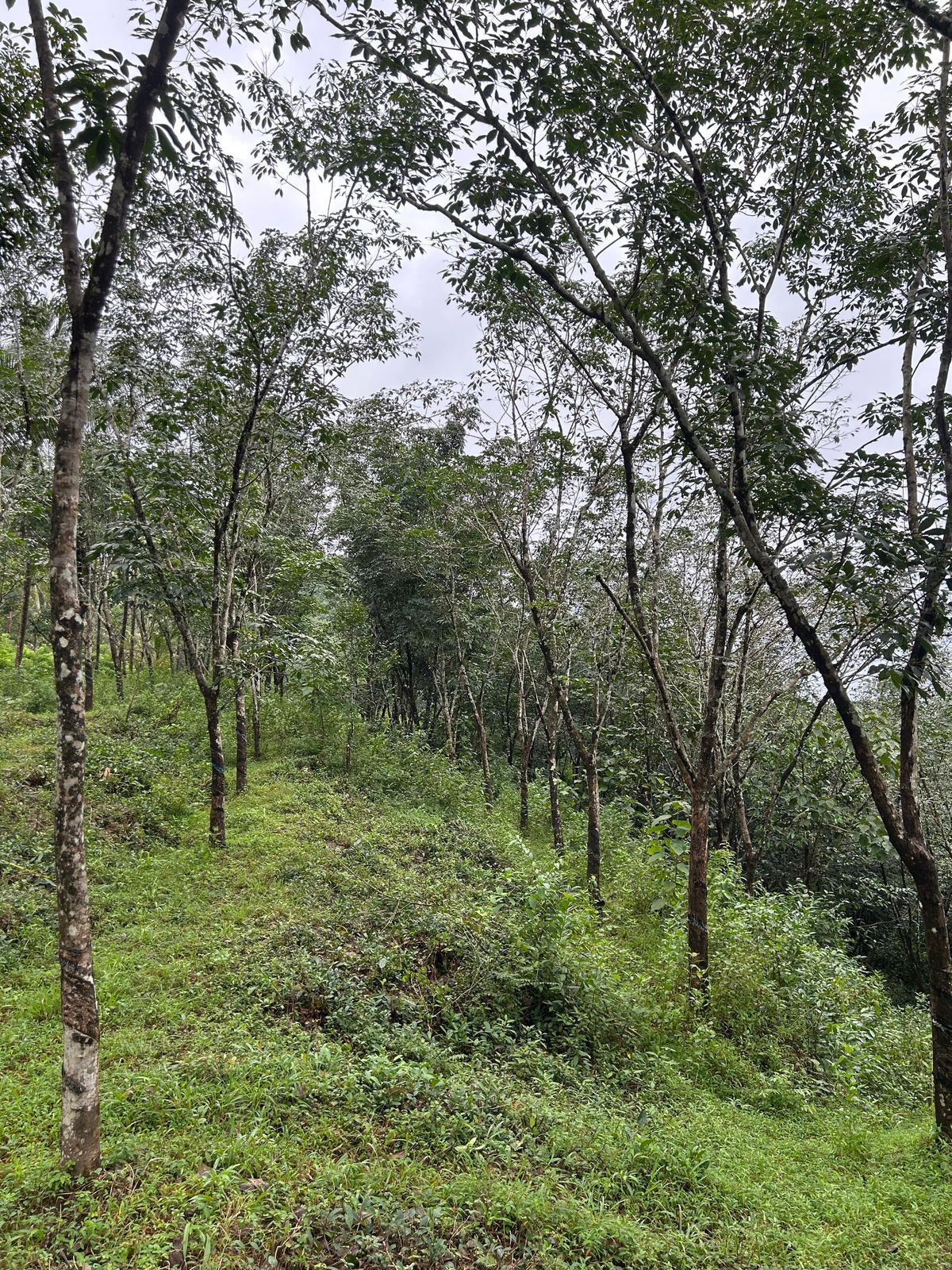 4 Acre Rubber & Coconut Plantation Land for Sale – Near Kukke Subramanya Temple